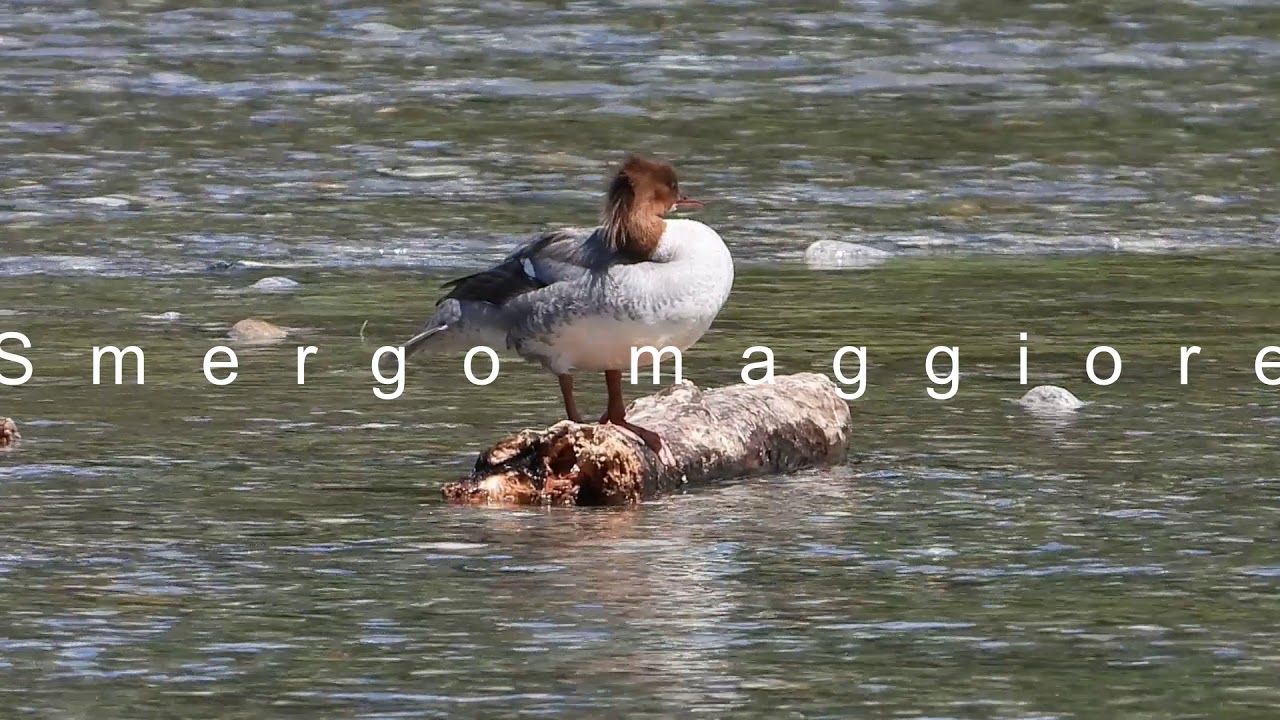Gli uccelli del bosco: GLI UCCELLI ACQUATICI. Video: Nikon Coolpix P1000.