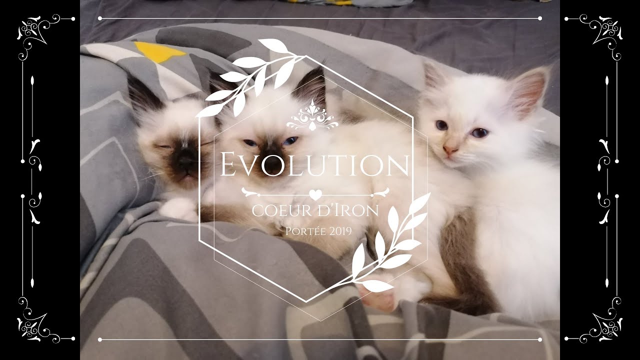 L'évolution de notre portée de chatons! Sacré de Birmanie! Tellement mignons!!