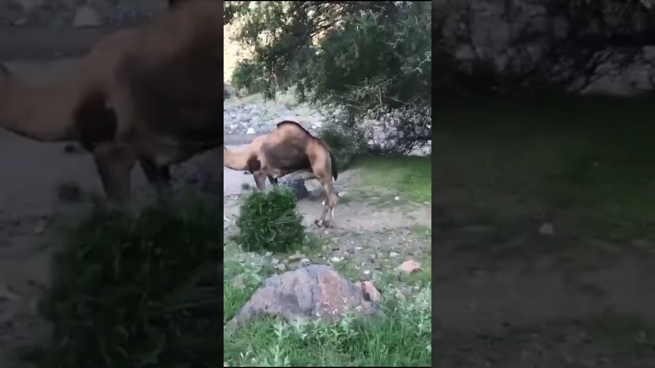 يا النشاما كل ما ضاقت اخلاقي