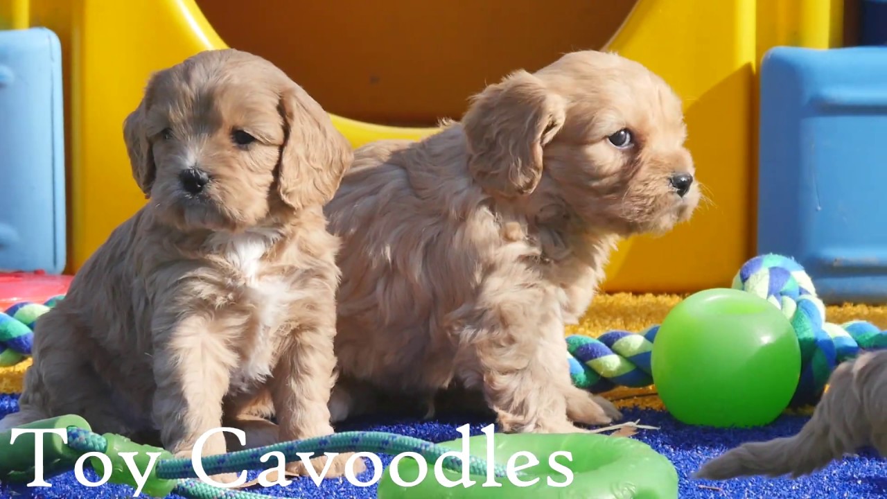 TOY CAVOODLE PUPPIES #chevromist