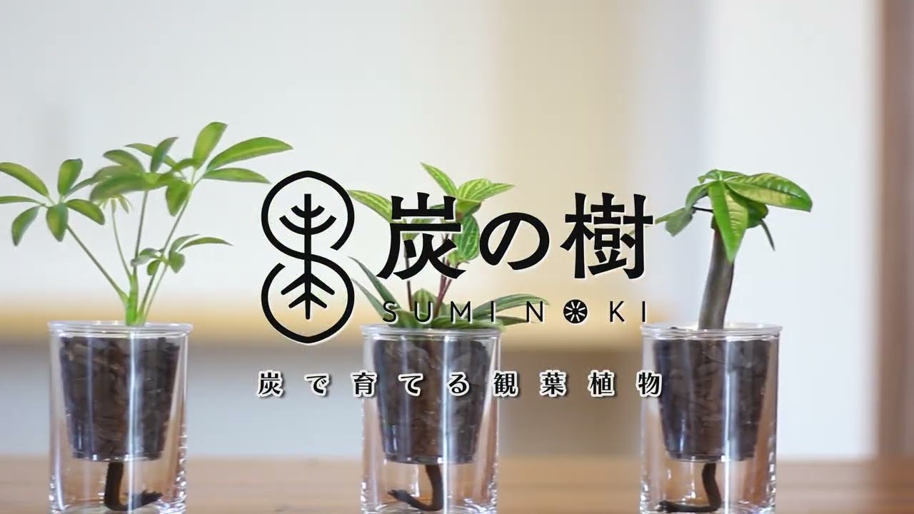 「空気も気分も整う。山形の炭から生まれた癒しインテリア『炭の樹』」