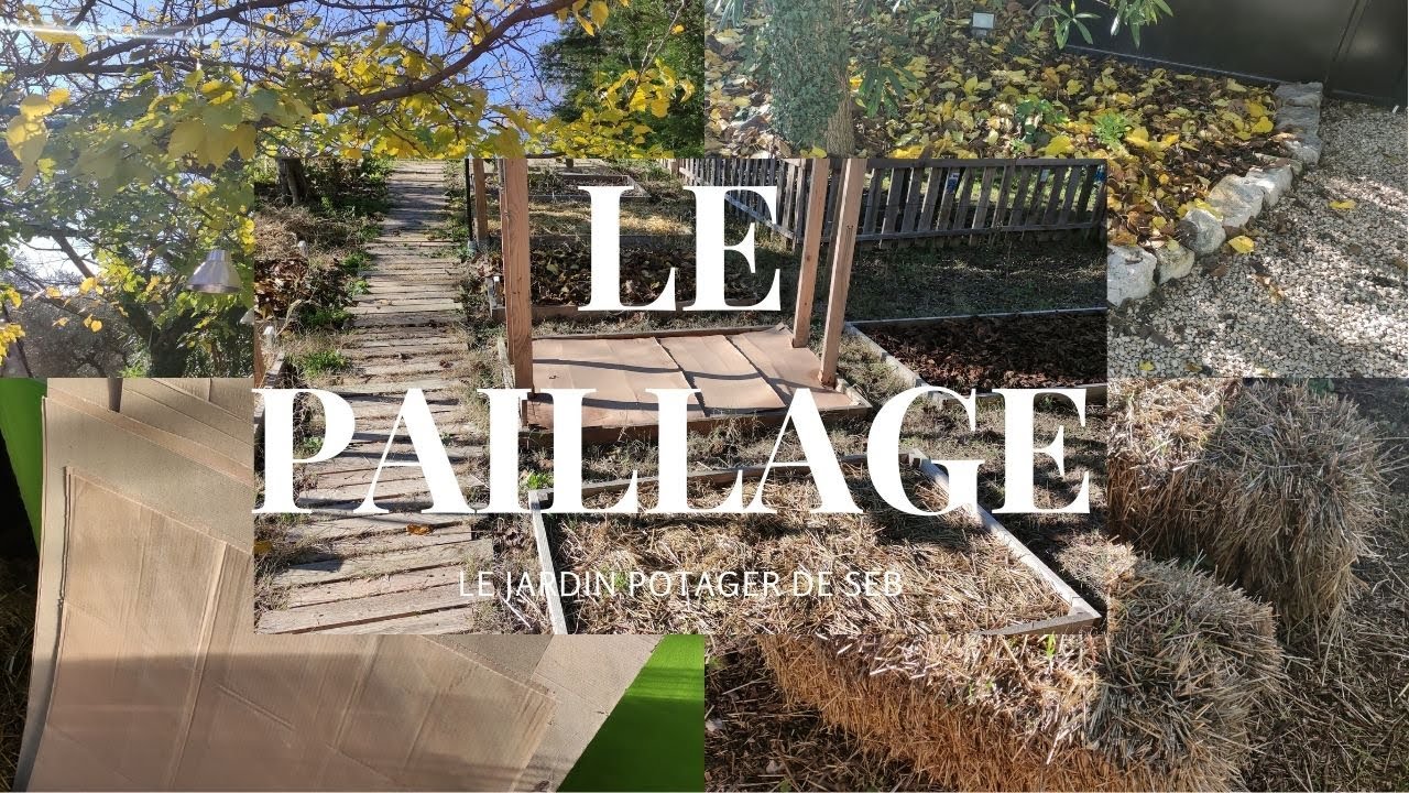 Le paillage, feuilles morte, paille et carton de récupération.