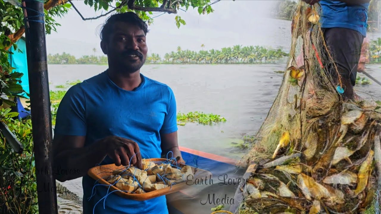 മഞ്ഞക്കൂരിക്ക് ഇപ്പോൾ ഇഷ്ടം കപ്പ ആണെന്ന് തോന്നുന്നു | Earth Lovers Media|Real life vlog