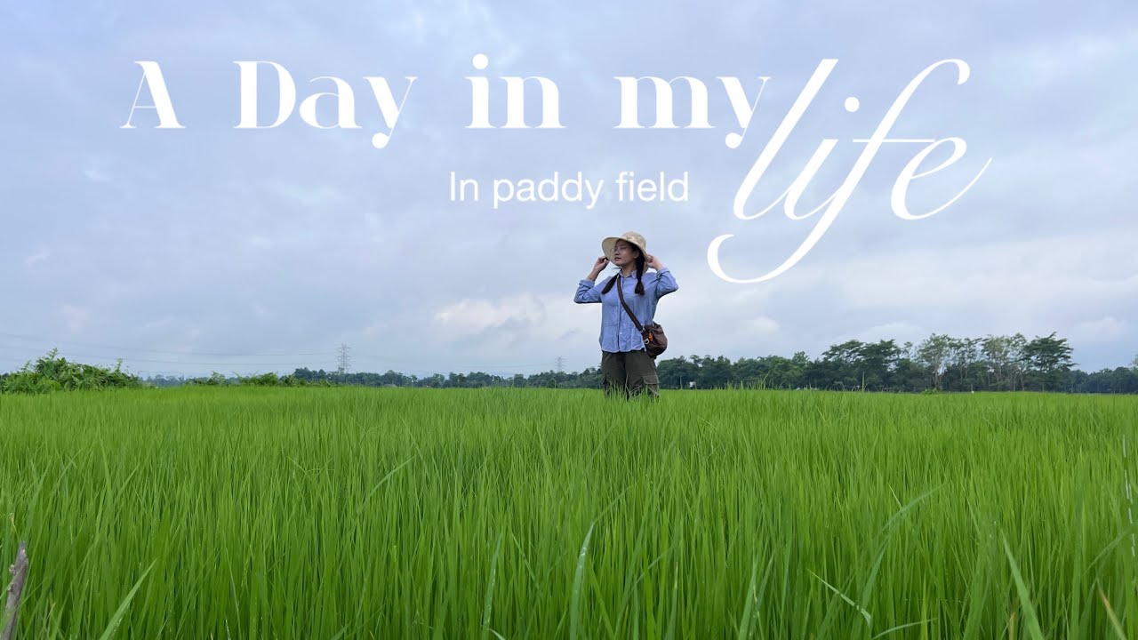 Planting paddy in our wetland fields🌱 || A day in my Mommy’s village .