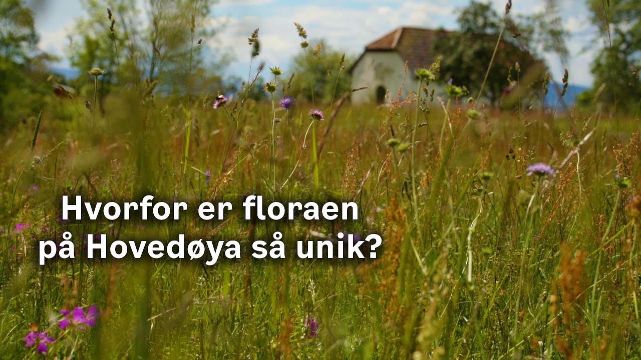 Hvorfor er floraen på Hovedøya så unik?