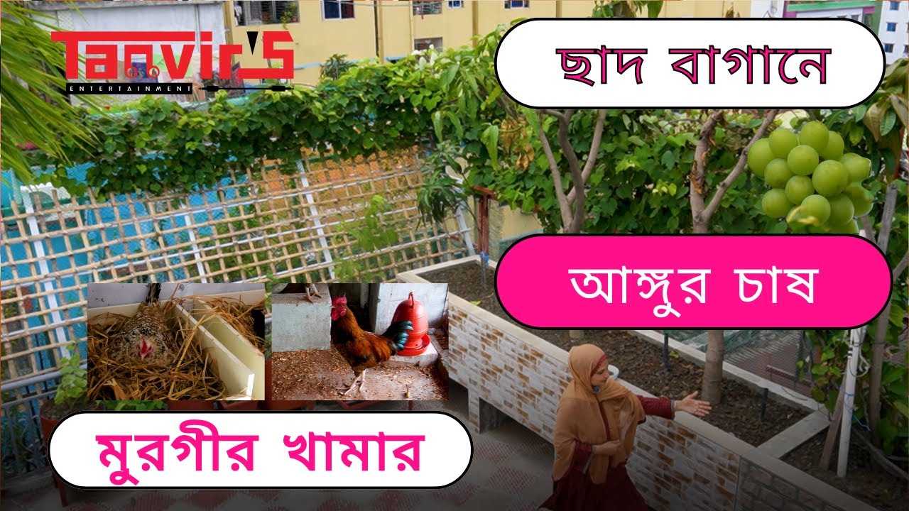 ছাদ বাগানে আঙ্গুর ফলের চাষ ও মুরগির খামার | Grapes in Your Rooftop Garden | Tanvir's Entertainment