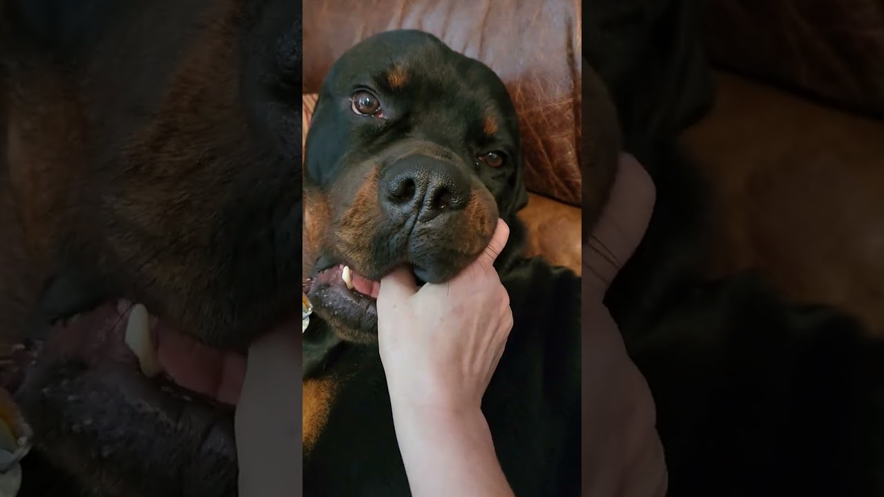 The best spa ever. #rottweilerlife #rottweilerdog #dog #spa