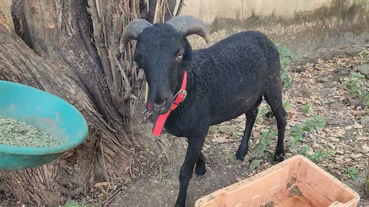 SASTE ME RAMPURI SHEEP AT ALISHA GOAT FARM PANVEL 