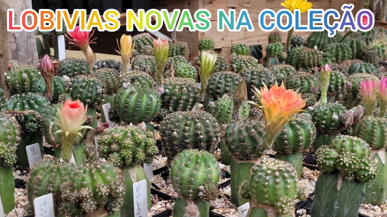 NOVAS LOBIVIAS NA COLEÇÃO . #plantas #cactus #flores #jardimdecactos 