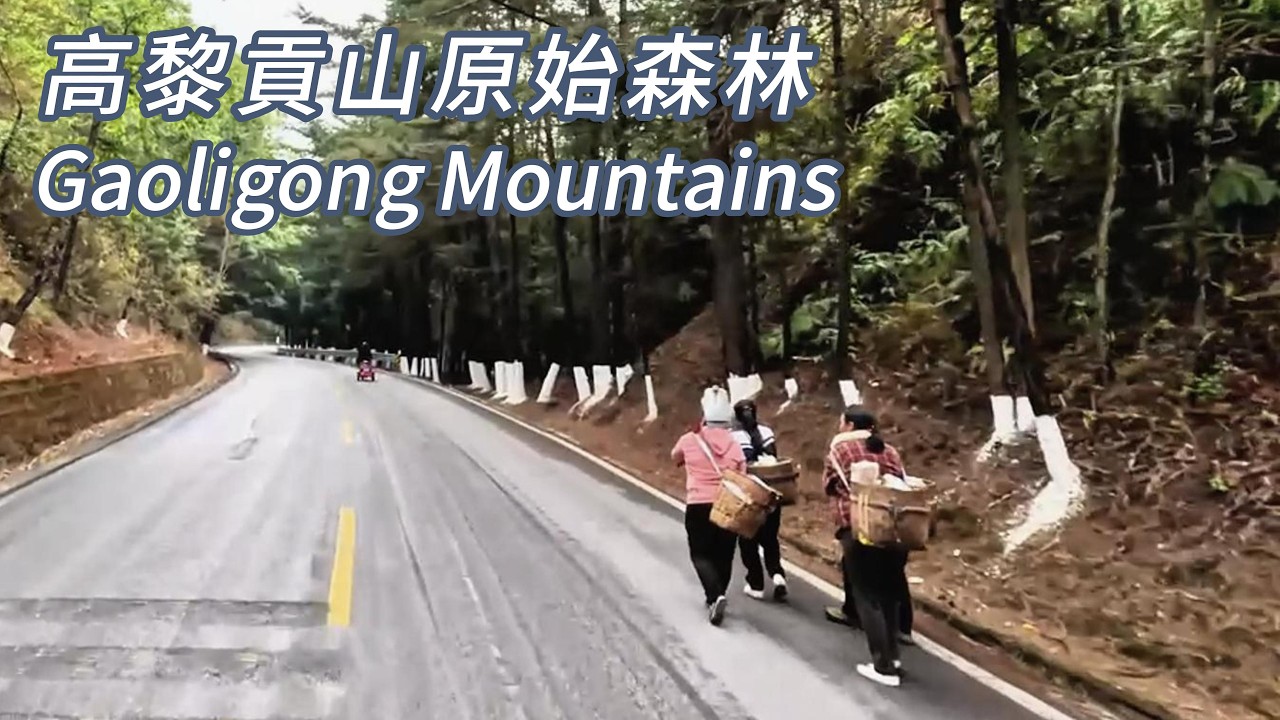 駕車穿越神秘的高黎貢山原始森林#中國雲南#橫斷山脈