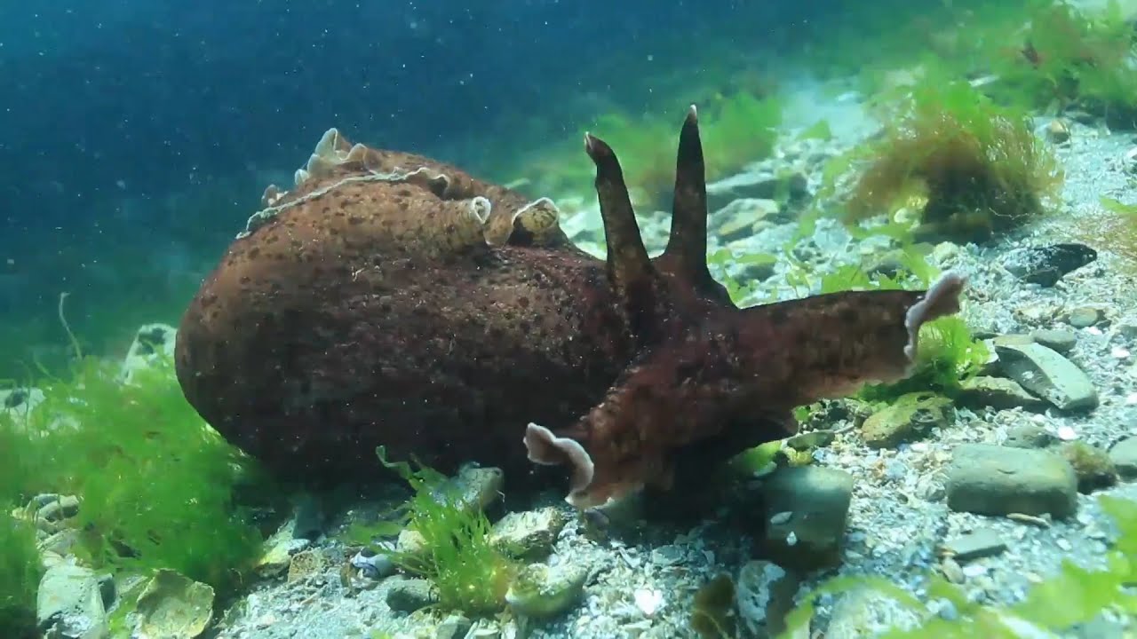 Monterey Bay Sanctuary