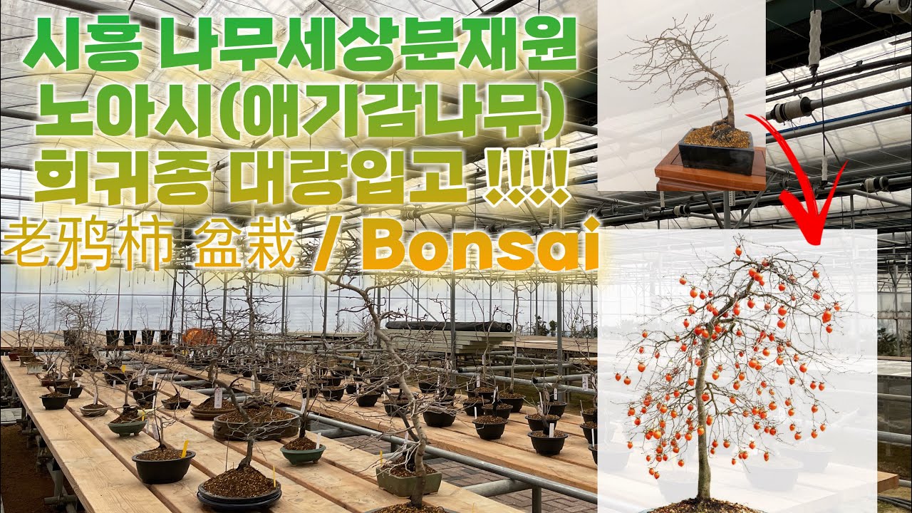 나무세상분재원|노아시(애기감나무) 희귀종 대량입고 老鸦柿 盆栽 / Bonsai