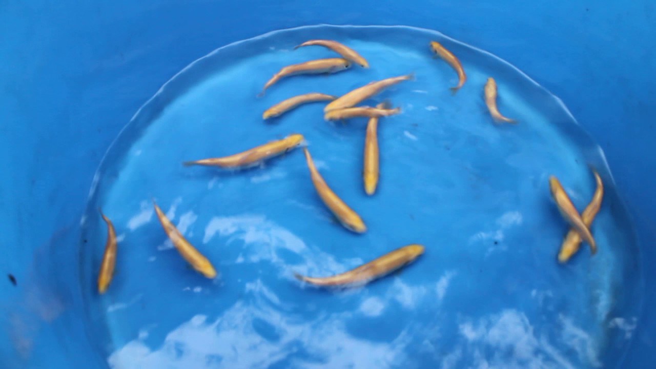 Gold Trout - Onchoryncus Mykiss