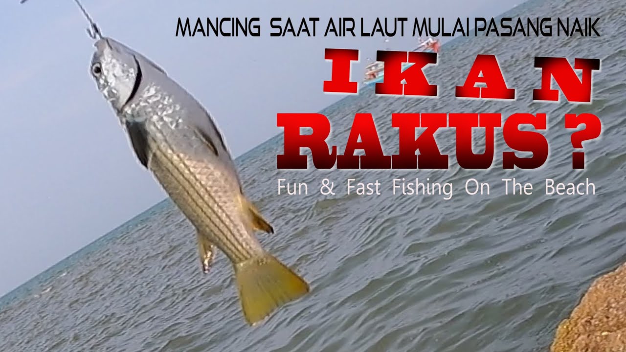 Ikan Rakus ? Mancing Saat Air Laut Mulai Pasang Naik / Fun & Fast Fishing On The Beach
