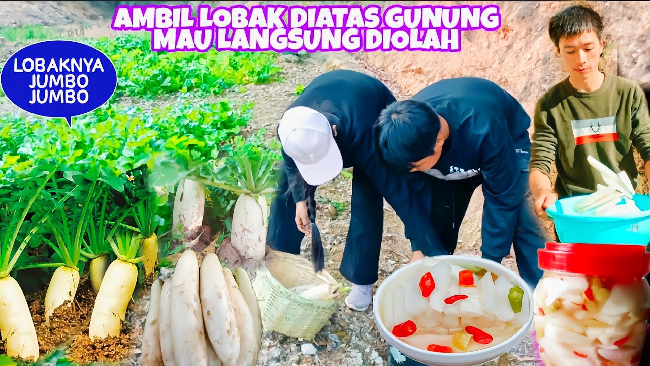 PANEN LOBAK PUTIH DIATAS GUNUNG LEWATI HUTAN BAMBU,LOBAKNYA MAU LANGSUNG DIOLAH DAN DIJEMUR