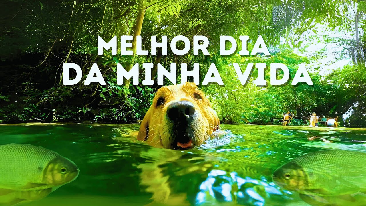 LEVEI MEU CACHORRO PRA FAZER TRILHA EM BONITO