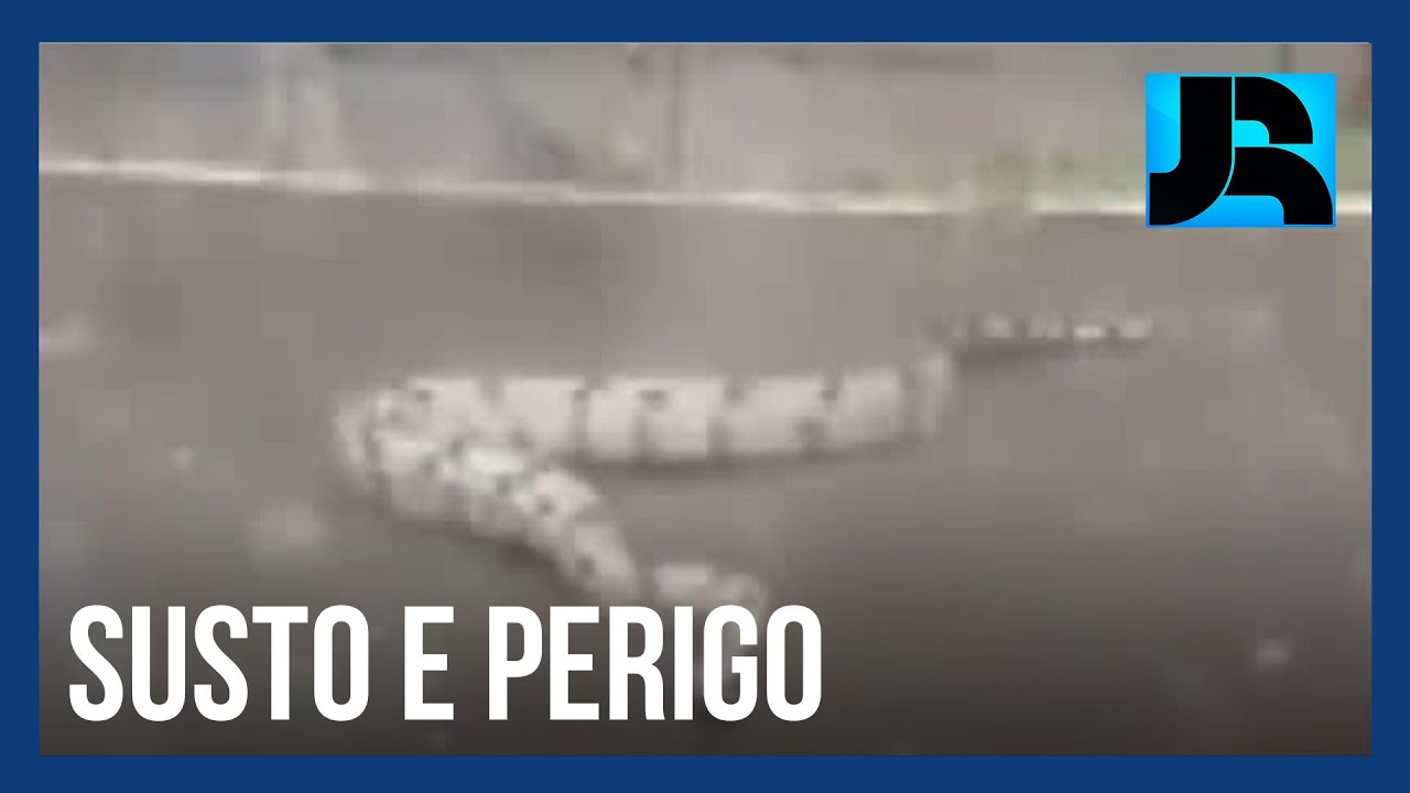Ver&atilde;o aumenta o risco de acidentes com cobras e outros animais venenosos