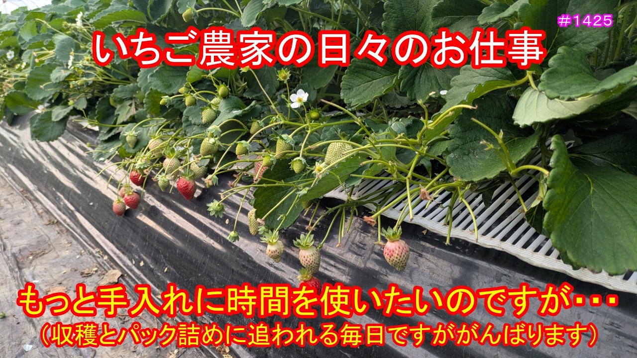 もっと手入れに時間を使いたいのですが・・・（収穫とパック詰めに追われる毎日ですががんばります）　いちご農家の日々のお仕事　＃１４２５