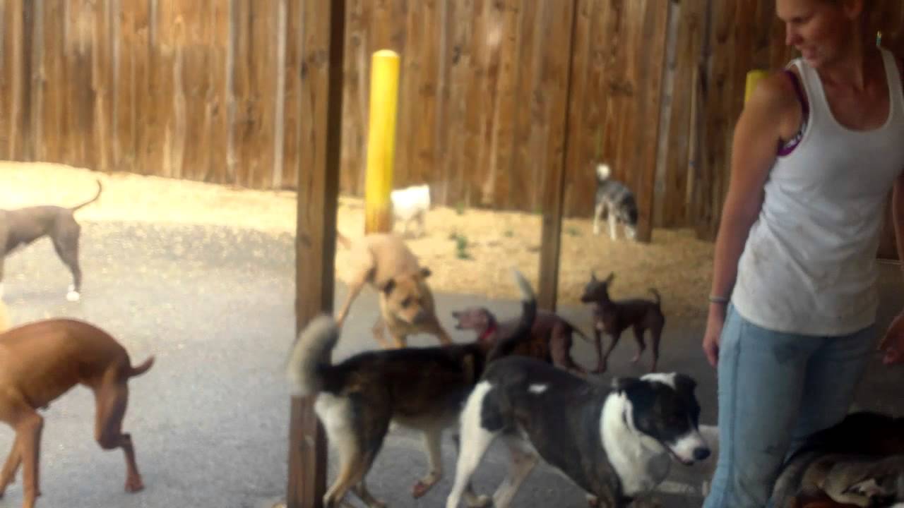 Baruch, Shona, Joey, Louie, Lily, Kona, Josie, Olive, Spencer, Blue, Romeo  Macie, Jaxson, Tallulah,