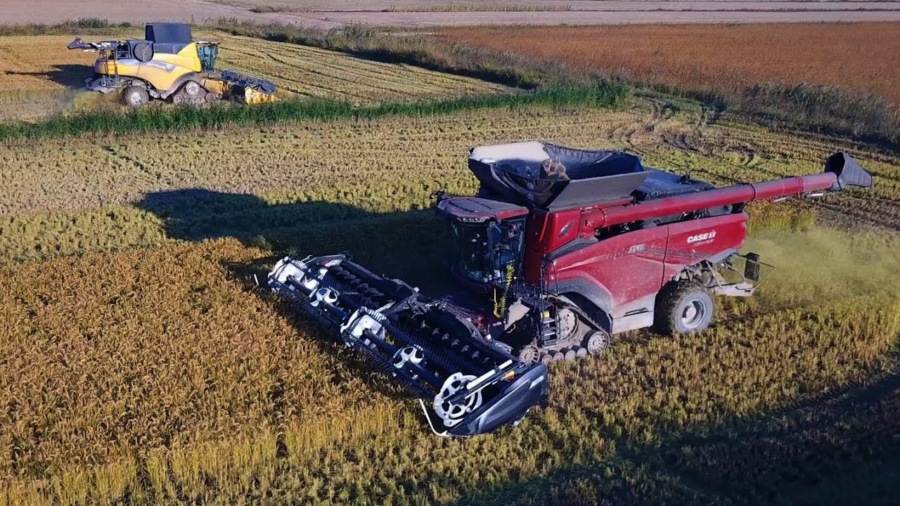 Case IH Axial Flow AF10 & New Holland CR 8.90 | Trebbiatura Riso | Rice Harvest | Speranza
