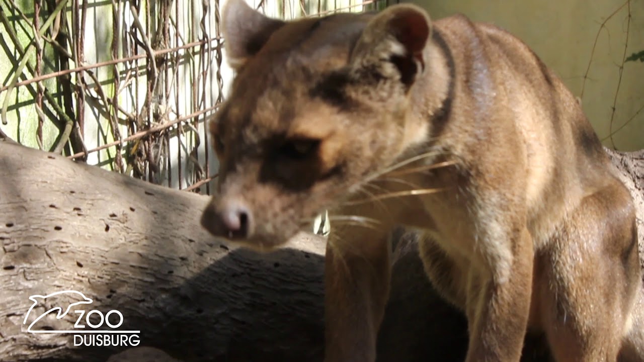 Süße Räuber aus Madagaskar - Nachwuchs bei den Fossas