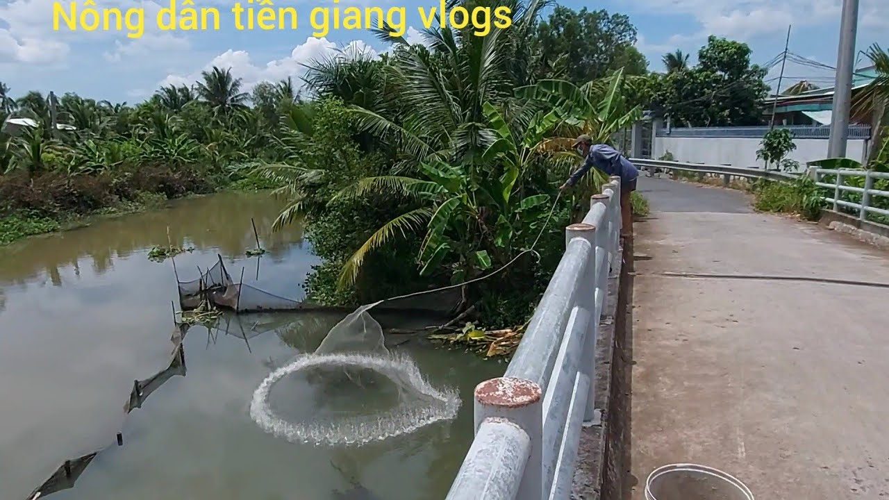 Chày kiếm Cá Vợ Làm Món Ca Chiên Cải Luộc Bửa Cơm Chiều @NÔNGDÂNTIỀNGIANG VLOGS