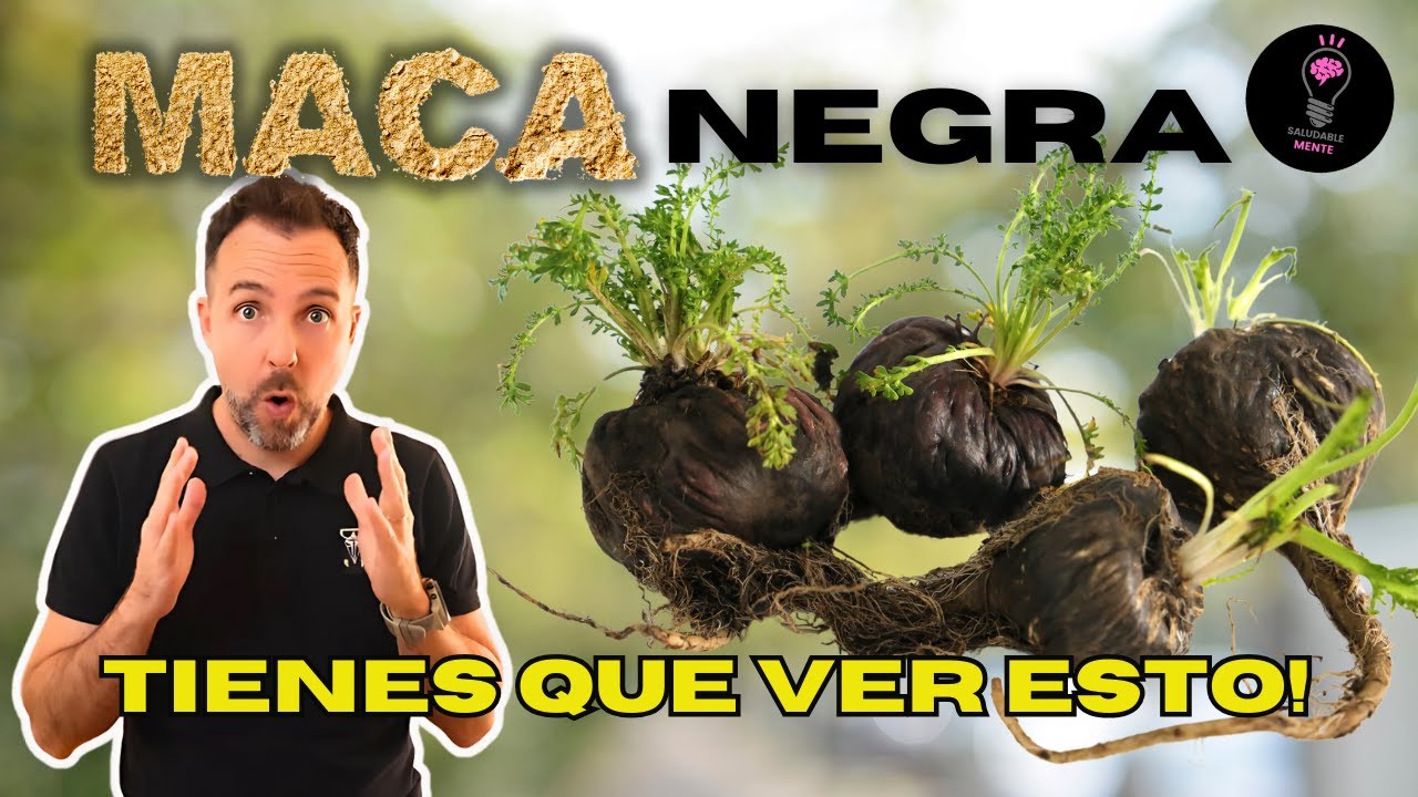 La MACA NEGRA cambiara tu vida para siempre!