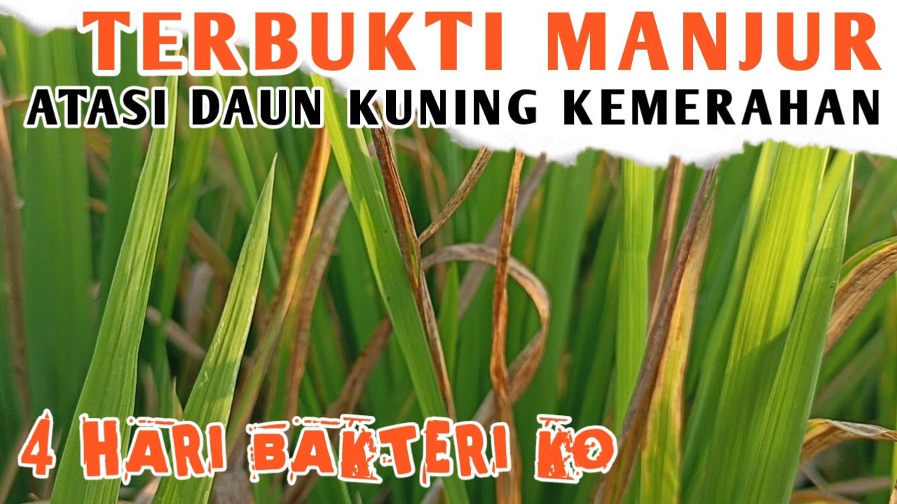 Inilah Hasil Pengendalian Daun Padi Kuning Kemerahan Setelah 4 Hari