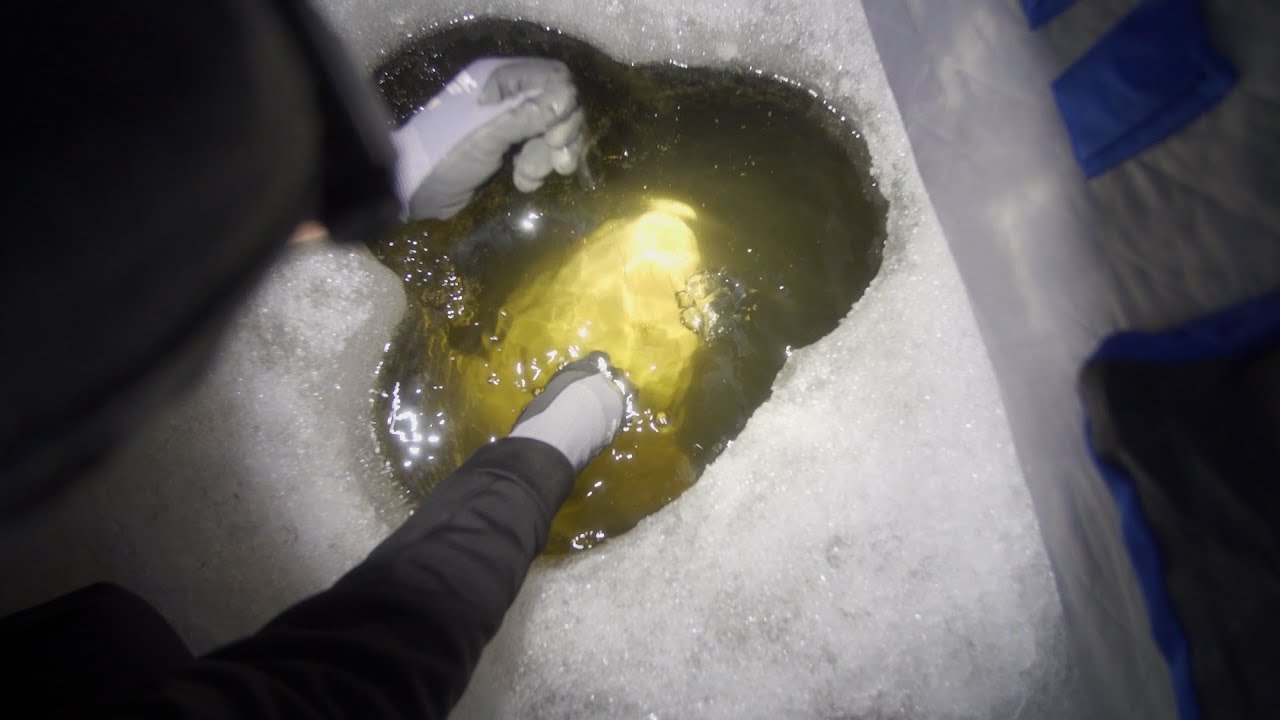 TRIPLE ICE HOLE NEEDED (fish bigger than angler)
