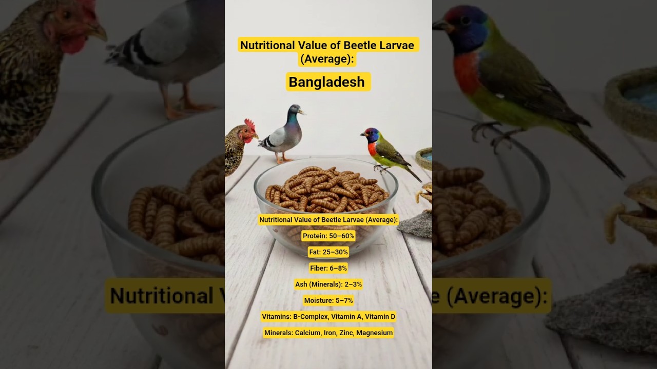 Nutritional Value of Beetle Larvae  bd :Protein: 50&ndash;60% #insectmacro  Vitamin A, Vitamin DMinerals: