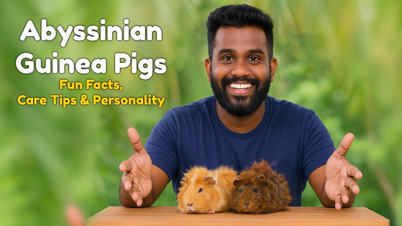 Abyssinian Guinea Pigs Fun Facts, Care Tips & Personality හැමදෙයක් ගැනම සිංහලෙන්