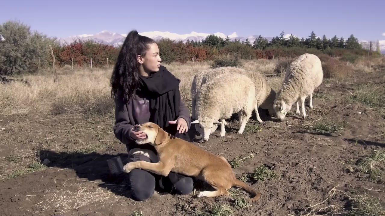 ¿Qué tienen en común las OVEJAS y el VINO? Biodiversidad y vida en la finca 🌿🐑🍷| ZOOWINE OVEJAS