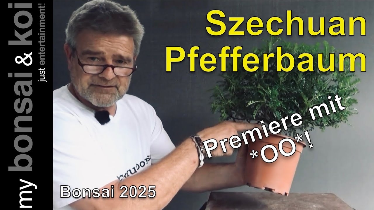 Bonsai 2025-26 - Szechuan - Pfefferbaum - INDOOR? 🤨 Totales Neuland! Premiere mit *OO*!