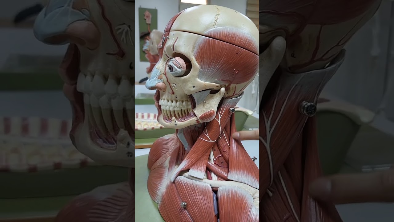Boyun topografik anatomisi