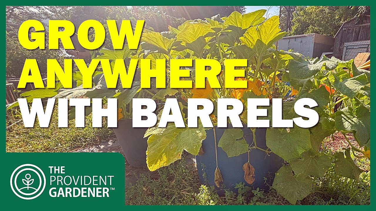Master Gardener's SECRET: Turn 55-Gallon Drums Into Food-Producing MACHINES