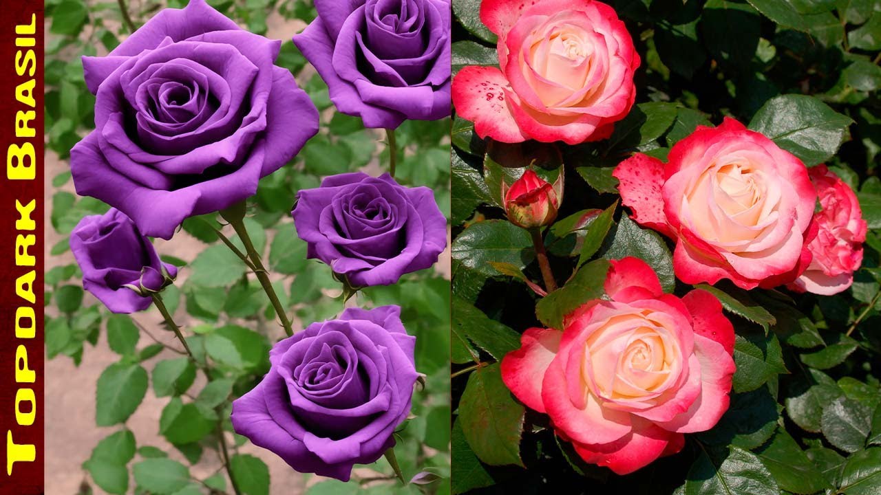11 Lindos Tipos de Rosas