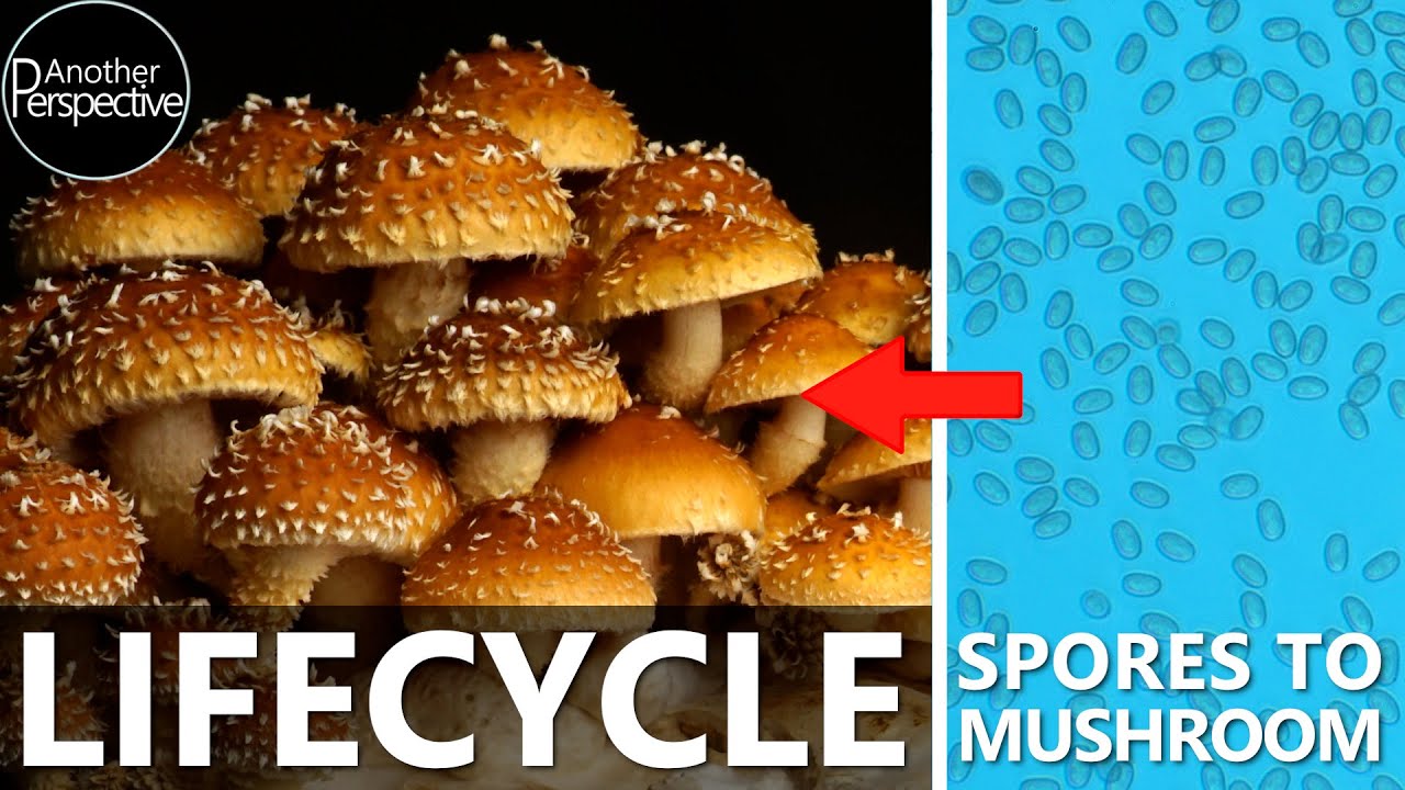 The Life Cycle of a Mushroom