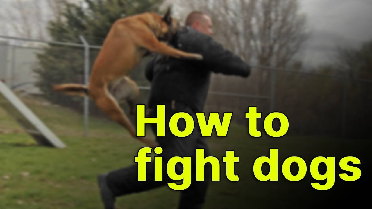 How to fight and defend against dog attacks | Adam Rushing and Nikos Katsikanis