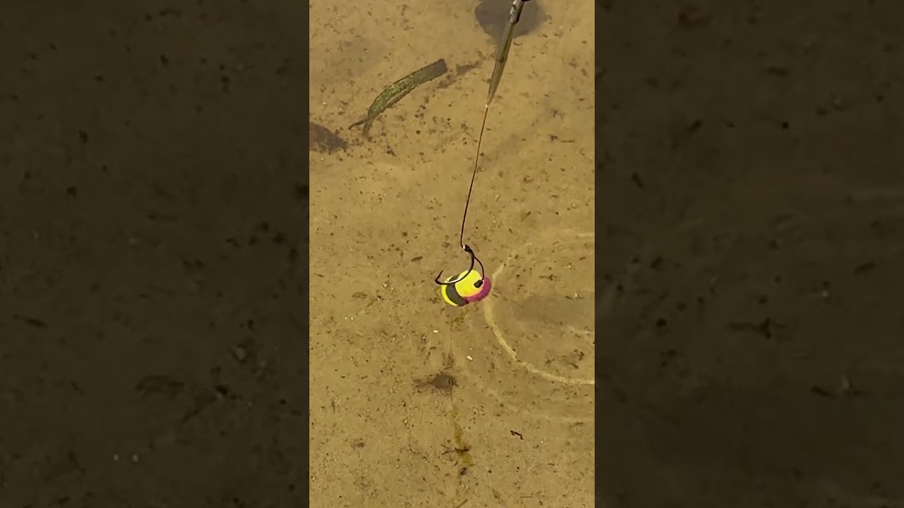 Catching Carp with boilies 