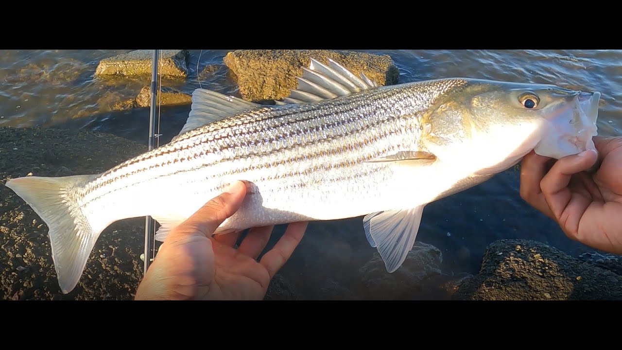 San Leandro Fishing Stripers