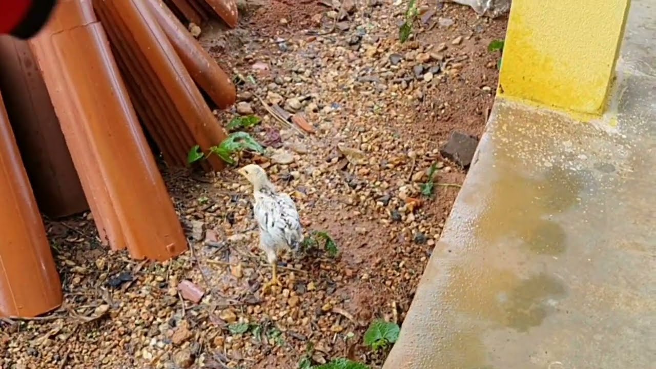 MAIS UM DIA BEM QUENTE  COM UMA CHUVINHA ABENÇOADA 