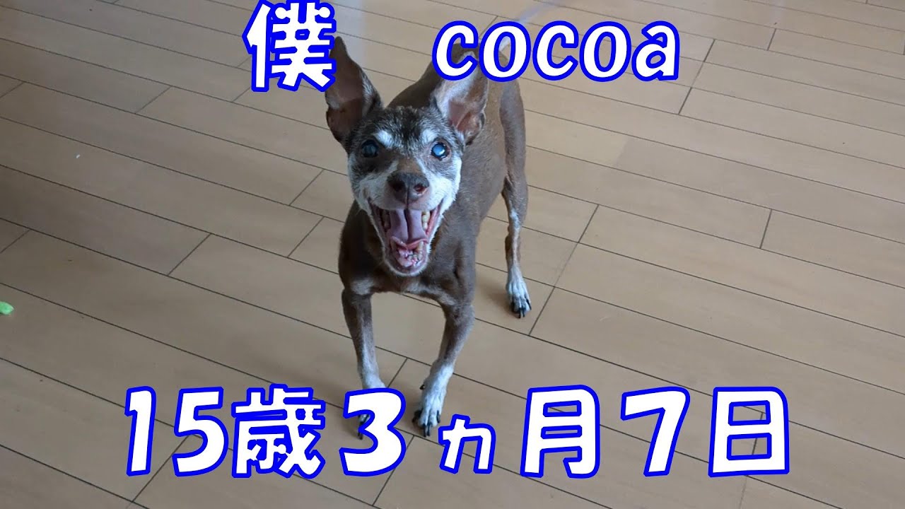 はじめまして。僕cocoa。１５歳のミニチュアピンシャーです。猫族と暮らしています。