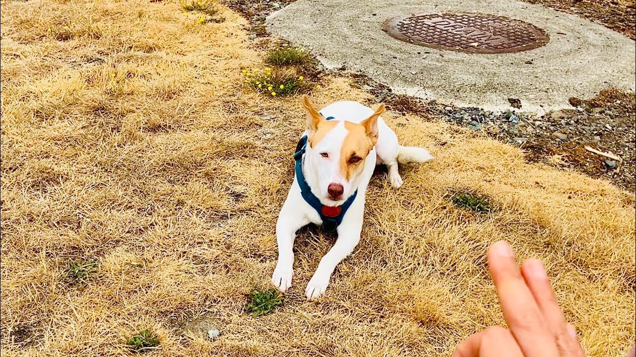 How Trainable Is Carolina Dog? 1-Month Challenge to Listen to Me at a Distance Off-Leash