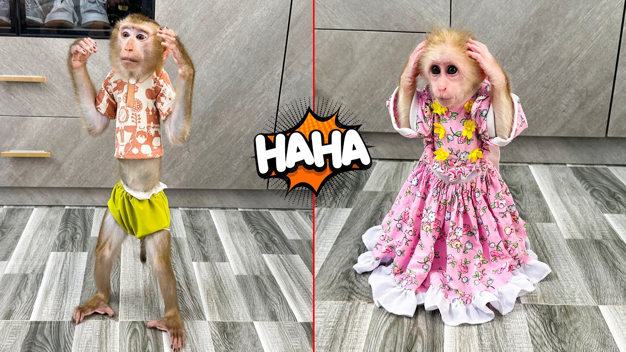 Cuteness Overload: Monkey Mit in Monkey Kaka's Dress