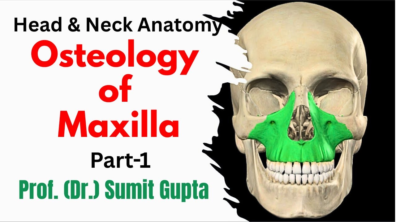 Anatomy of Maxilla Bone : Part-1 ( Surfaces )