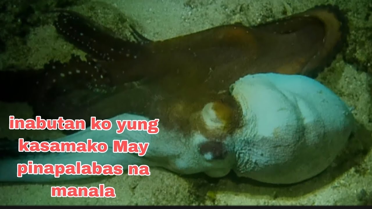 EP304 inabutan ko yung kasamako May pinapalabas na manala 