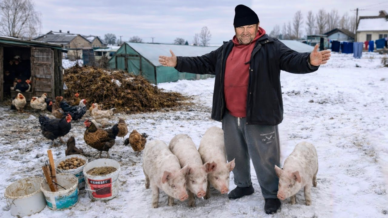 Від порося до свині. Скільки коштує виростити? Годування без хімії та догляд. 