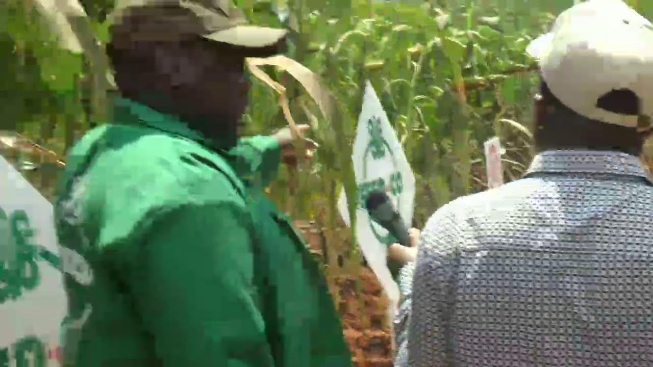 HII NDIO SEED CO. NI MBEGU YA MAIANDI YENEYE FAIDA NYINGI ZAIDI