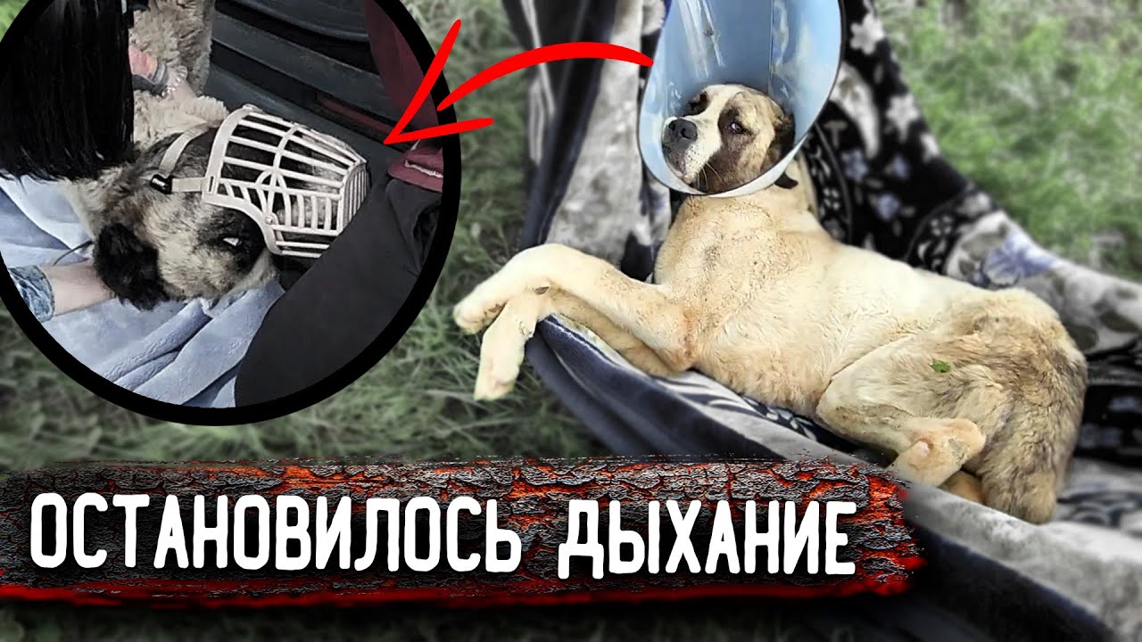Как нам удалось погрузить алабая, который нас покусал. 2 часть. Остановка дыхания от препарата, шок!