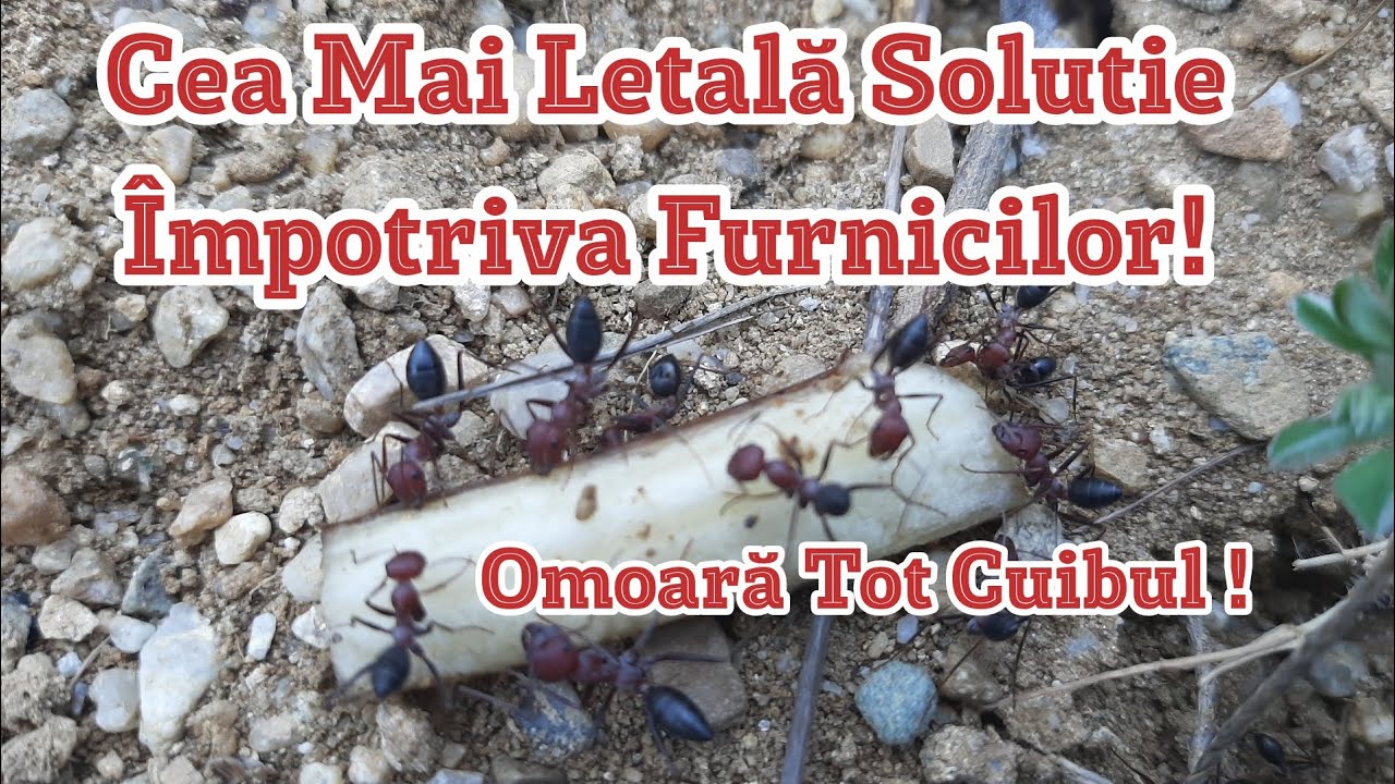 Решение против муравьев Домашний рецепт Самая смертельная ловушка Умрите всех